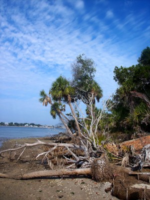 Island off Cedar Key